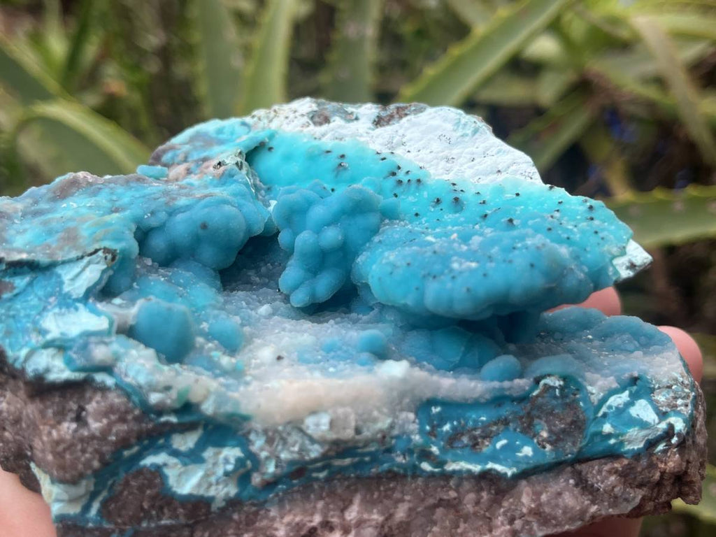 Natural Hemimorphite on Dolomite Specimen x 1 From Lupoto Mine, Congo