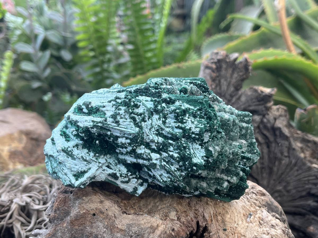 Natural Cabinet Lamellar Crystalline Malachite Pseudomorph Specimen x 1 From Lupoto Mine, Congo