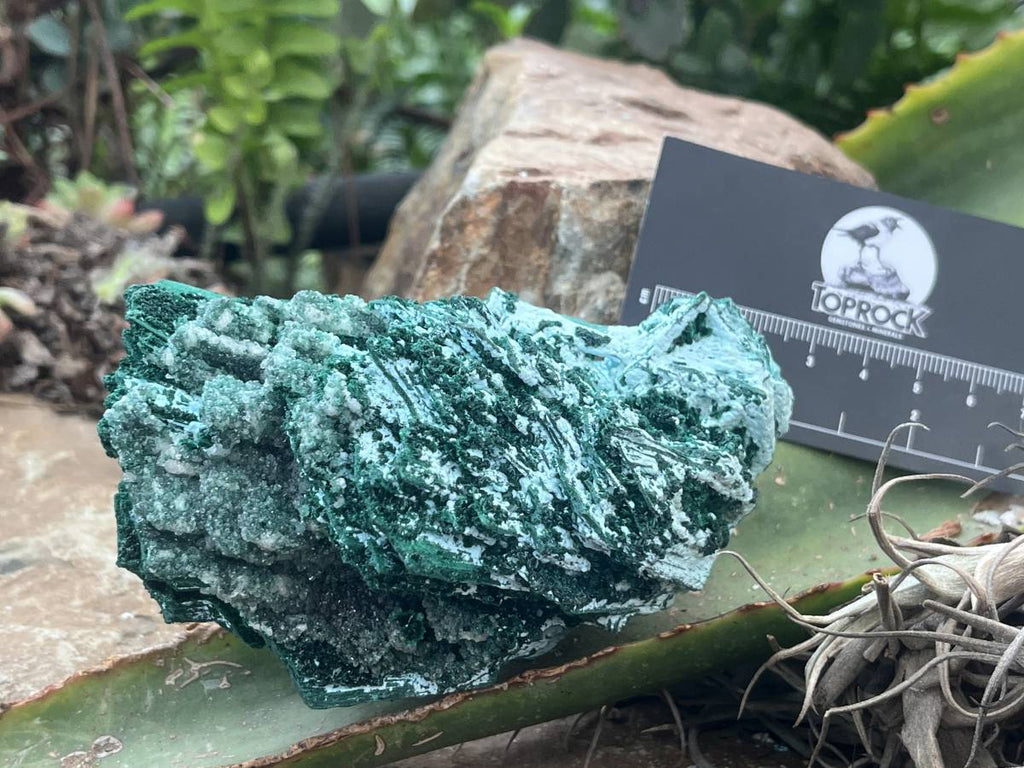 Natural Cabinet Lamellar Crystalline Malachite Pseudomorph Specimen x 1 From Lupoto Mine, Congo