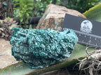Natural Cabinet Lamellar Crystalline Malachite Pseudomorph Specimen x 1 From Lupoto Mine, Congo