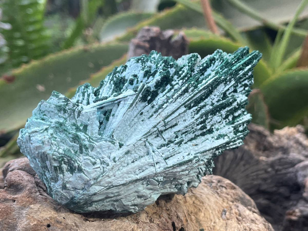 Natural Cabinet Lamellar Crystalline Malachite Pseudomorph Specimen x 1 From Lupoto Mine, Congo