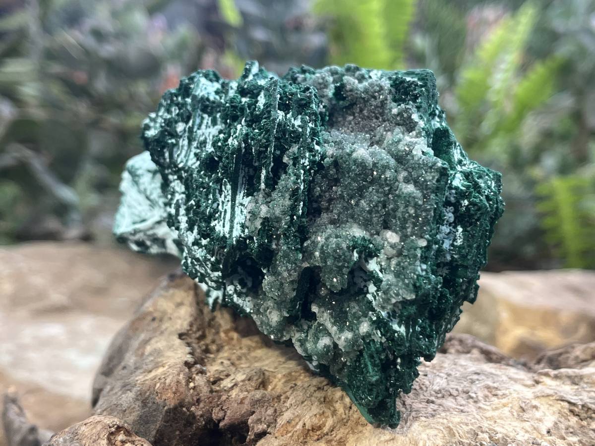 Natural Cabinet Lamellar Crystalline Malachite Pseudomorph Specimen x 1 From Lupoto Mine, Congo