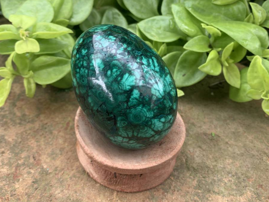 Polished Rare Extra Large Flower Banded Malachite Egg x 1 From Congo