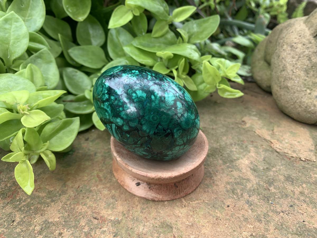 Polished Rare Extra Large Flower Banded Malachite Egg x 1 From Congo