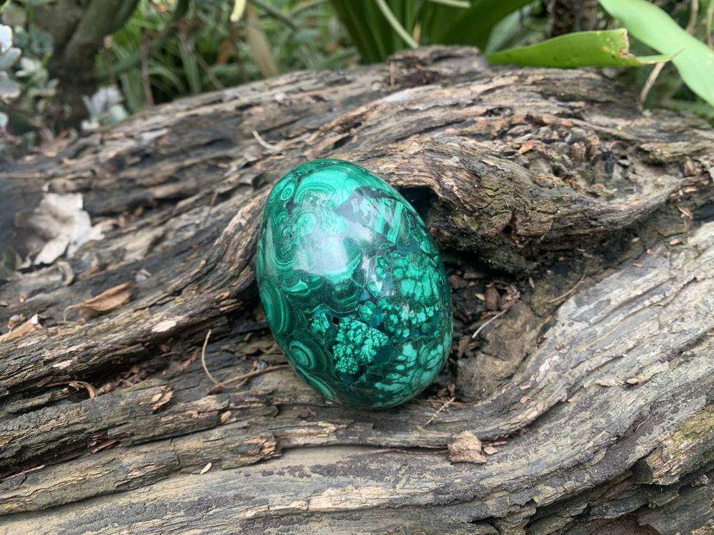 Polished Rare Extra Large Flower Banded Malachite Egg x 1 From Congo