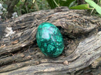 Polished Rare Extra Large Flower Banded Malachite Egg x 1 From Congo