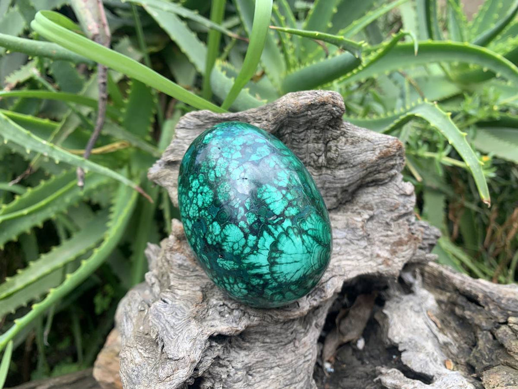 Polished Rare Extra Large Flower Banded Malachite Egg x 1 From Congo