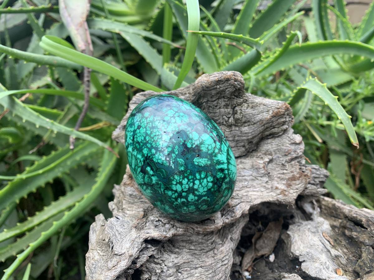 Polished Rare Extra Large Flower Banded Malachite Egg x 1 From Congo