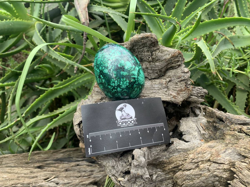 Polished Rare Extra Large Flower Banded Malachite Egg x 1 From Congo