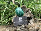 Polished Rare Extra Large Flower Banded Malachite Egg x 1 From Congo