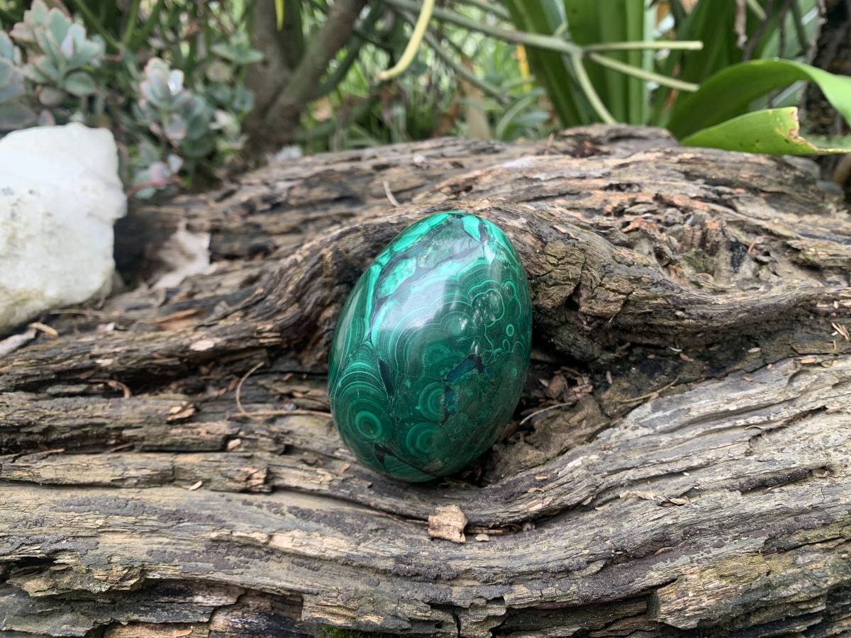 Polished Rare Extra Large Flower Banded Malachite Egg x 1 From Congo