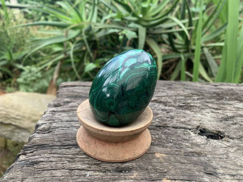 Polished Rare Extra Large Flower Banded Malachite Egg x 1 From Congo