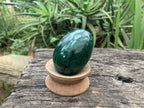 Polished Rare Extra Large Flower Banded Malachite Egg x 1 From Congo