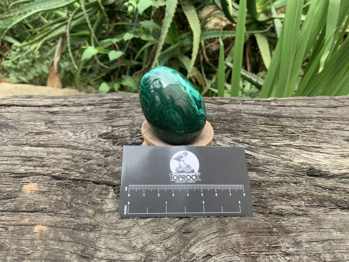 Polished Rare Extra Large Flower Banded Malachite Egg x 1 From Congo
