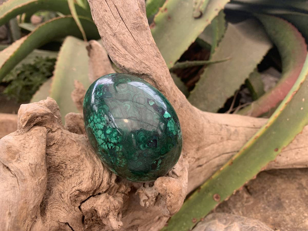Polished Rare Extra Large Flower Banded Malachite Egg x 1 From Congo