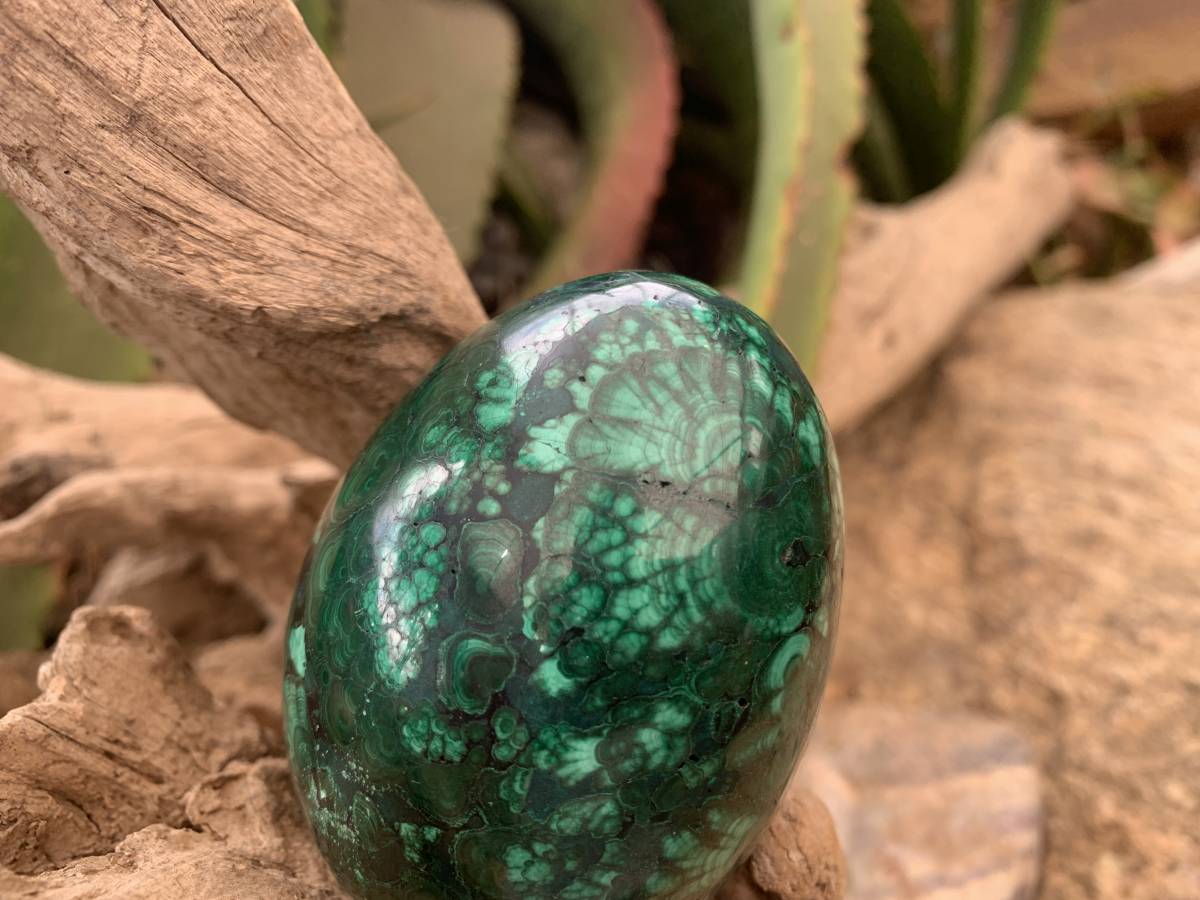 Polished Rare Extra Large Flower Banded Malachite Egg x 1 From Congo