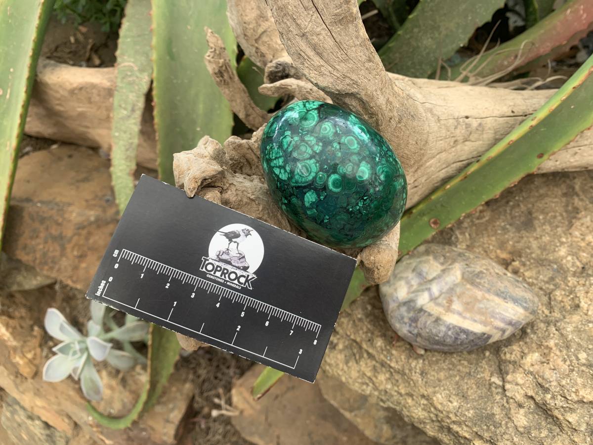 Polished Rare Extra Large Flower Banded Malachite Egg x 1 From Congo