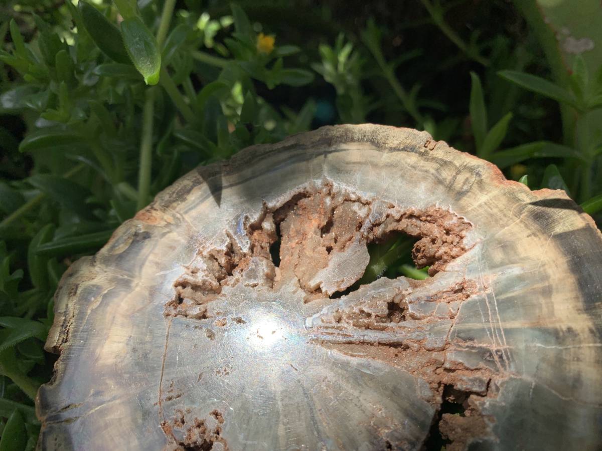Polished Green Petrified Wood Slice with Vugs x 1 From Gokwe, Zimbabwe