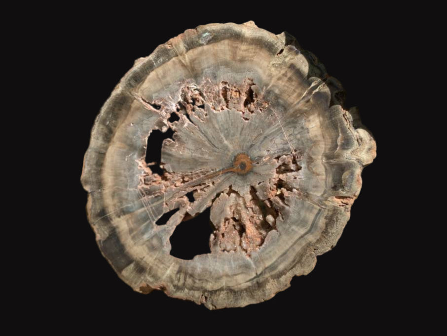 Polished Green Petrified Wood Slice with Vugs x 1 From Gokwe, Zimbabwe