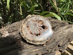 Polished Green Petrified Wood Slice with Vugs x 1 From Gokwe, Zimbabwe