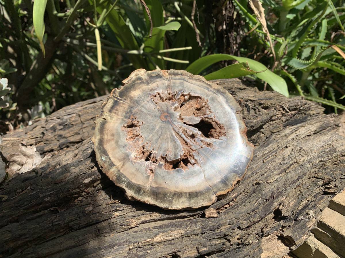 Polished Green Petrified Wood Slice with Vugs x 1 From Gokwe, Zimbabwe