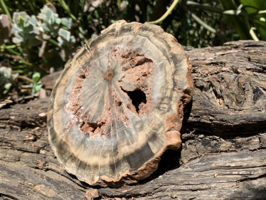 Polished Green Petrified Wood Slice with Vugs x 1 From Gokwe, Zimbabwe