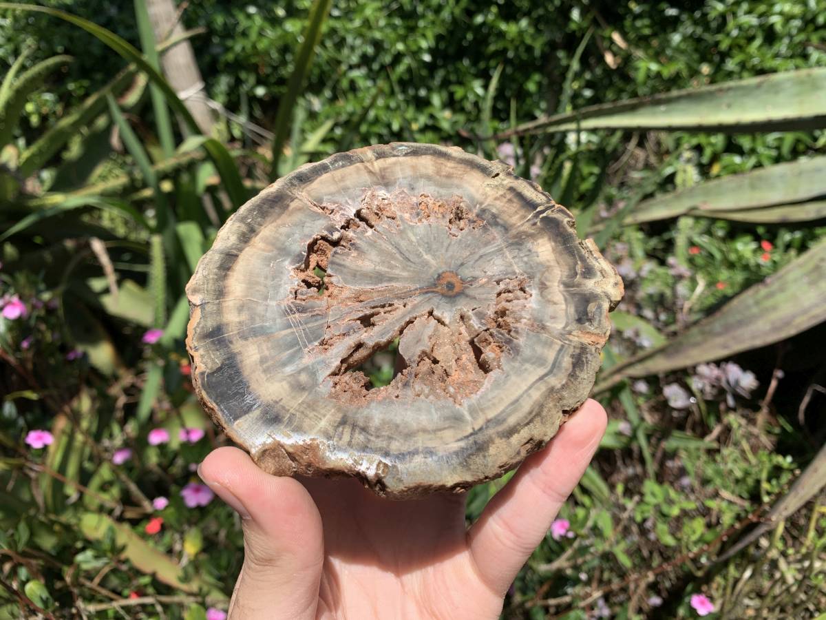 Polished Green Petrified Wood Slice with Vugs x 1 From Gokwe, Zimbabwe