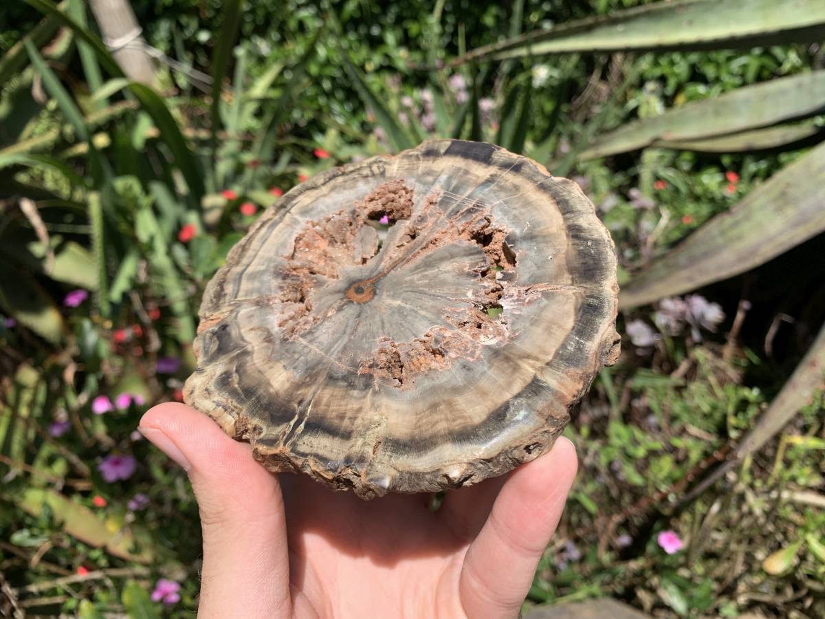 Polished Green Petrified Wood Slice with Vugs x 1 From Gokwe, Zimbabwe
