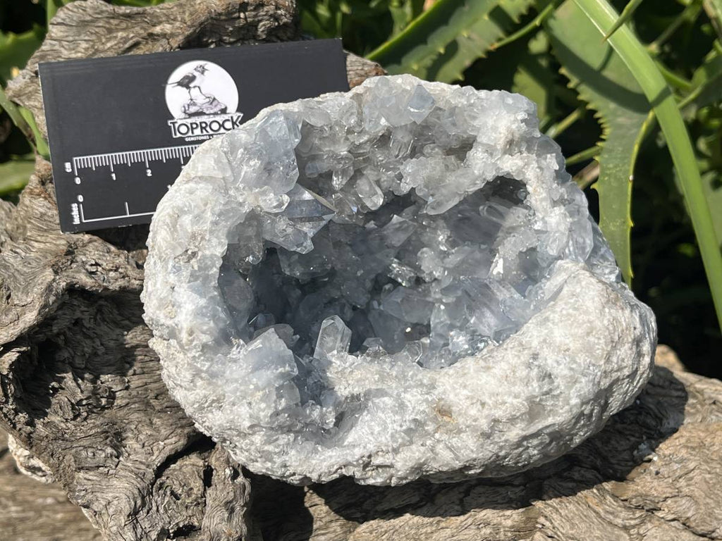 Natural Acicular Celestite Geode x 1 From Sakoany, Madagascar