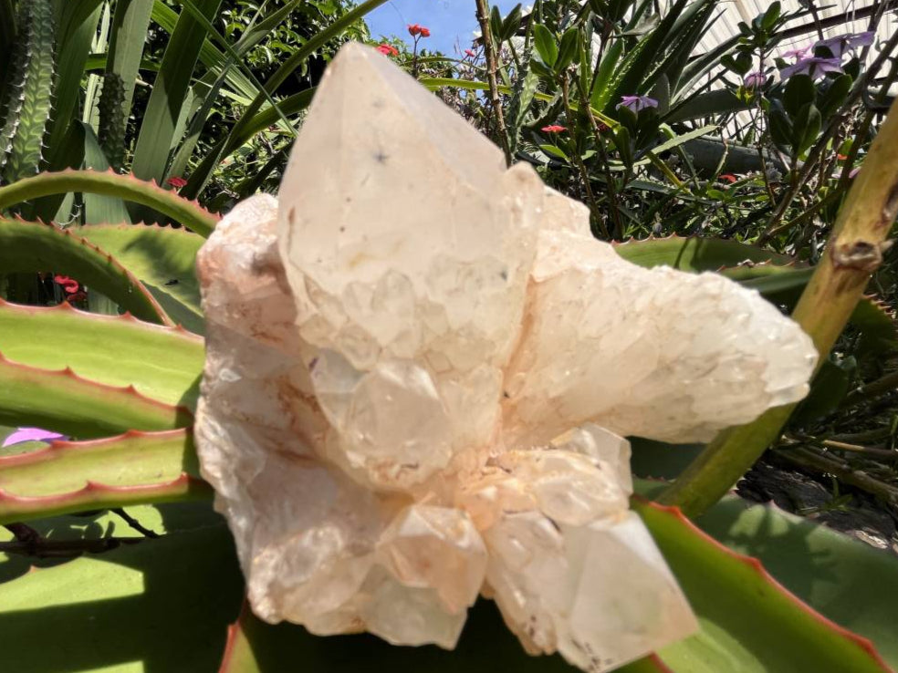 Natural XL Extremely Rare Hollandite Star Quartz Cluster x 1 From Ambositra, Madagascar