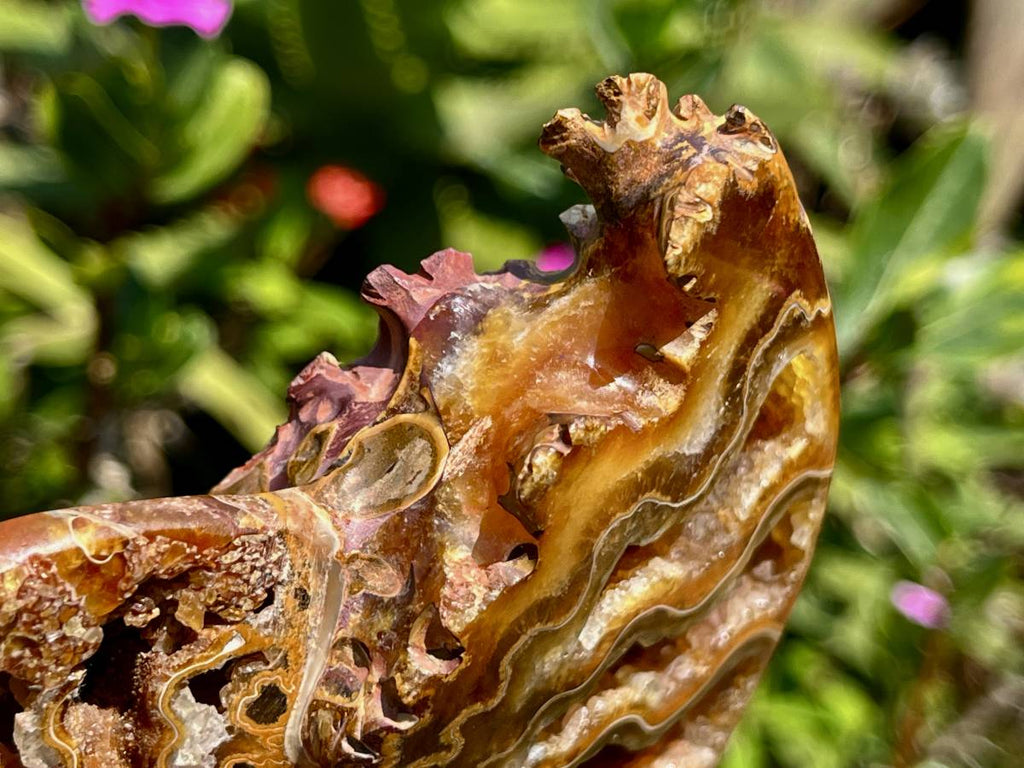 Polished Whole Jigsaw Ammonite x 1 From Tulear, Madagascar