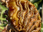 Polished Whole Jigsaw Ammonite x 1 From Tulear, Madagascar