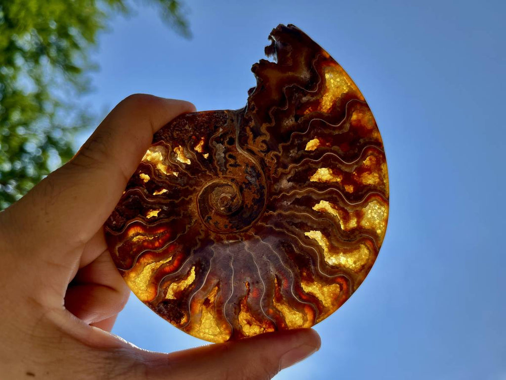 Polished Whole Jigsaw Ammonite x 1 From Tulear, Madagascar