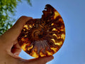 Polished Whole Jigsaw Ammonite x 1 From Tulear, Madagascar