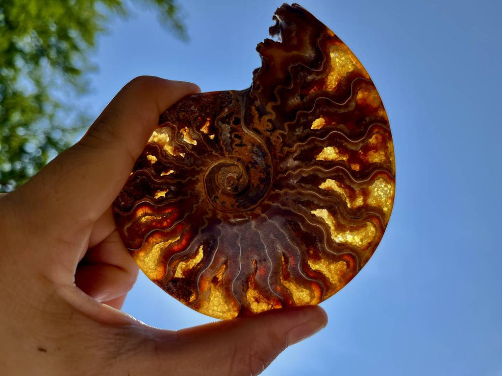 Polished Whole Jigsaw Ammonite x 1 From Tulear, Madagascar