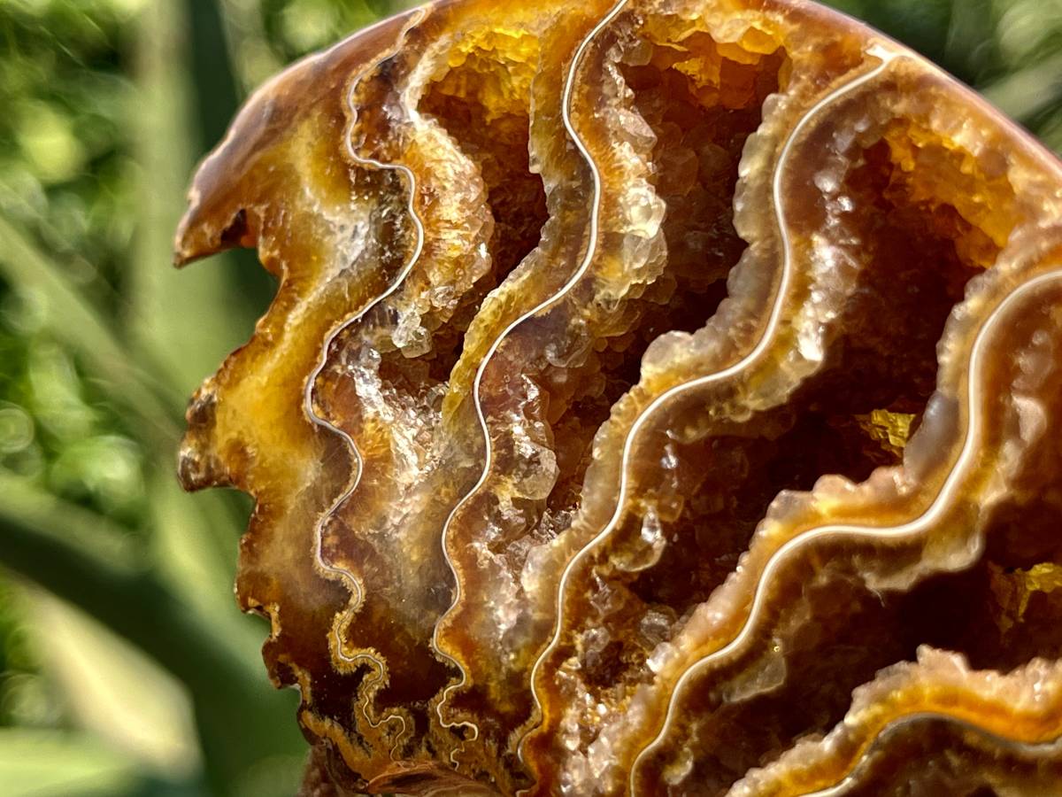Polished Whole Jigsaw Ammonite x 1 From Tulear, Madagascar