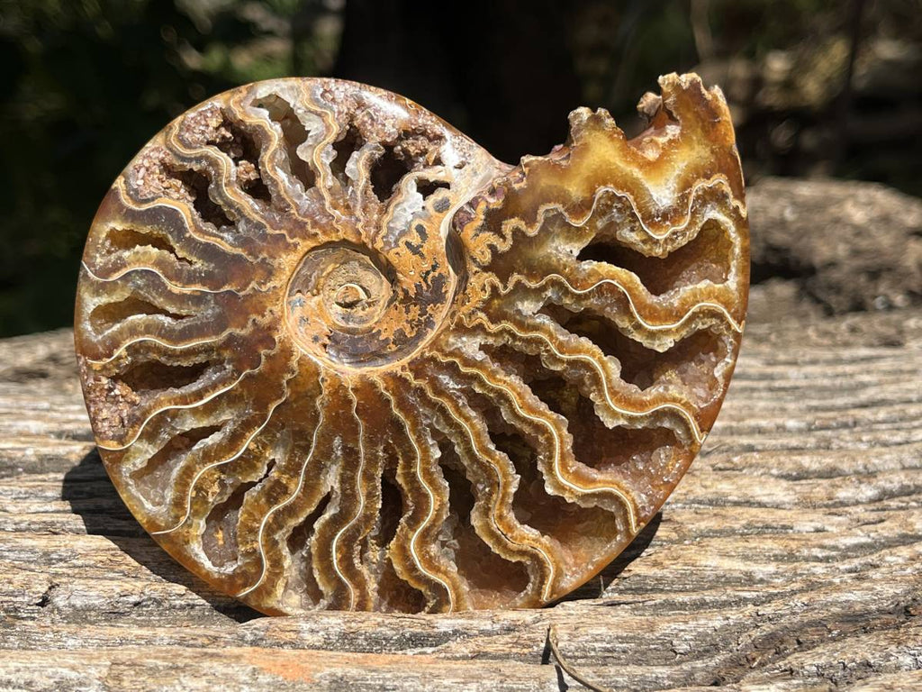 Polished Whole Jigsaw Ammonite x 1 From Tulear, Madagascar