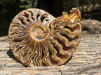 Polished Whole Jigsaw Ammonite x 1 From Tulear, Madagascar