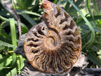 Polished Whole Jigsaw Ammonite x 1 From Tulear, Madagascar