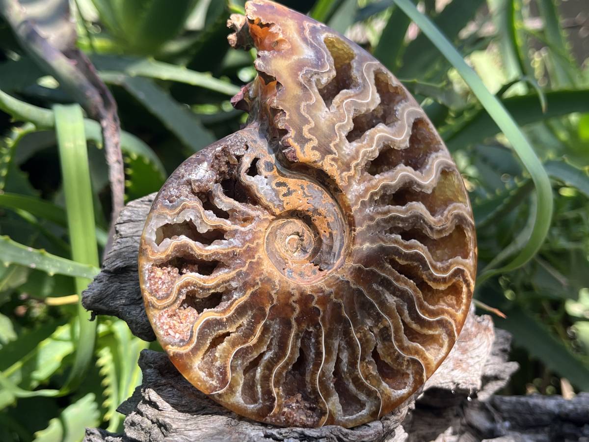 Polished Whole Jigsaw Ammonite x 1 From Tulear, Madagascar