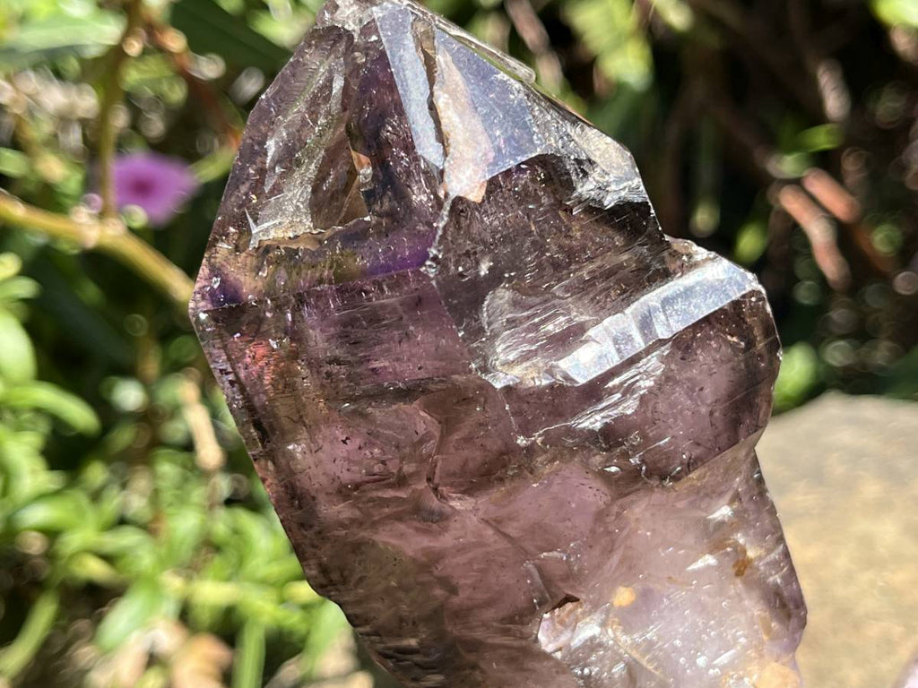 Natural XL Smokey Amethyst Window Quartz Scepter Crystal x 1 From Chiredzi, Zimbabwe