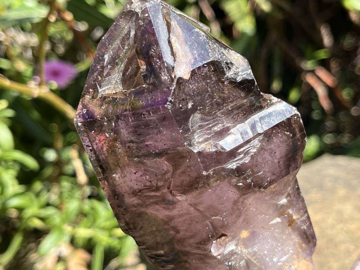 Natural XL Smokey Amethyst Window Quartz Scepter Crystal x 1 From Chiredzi, Zimbabwe