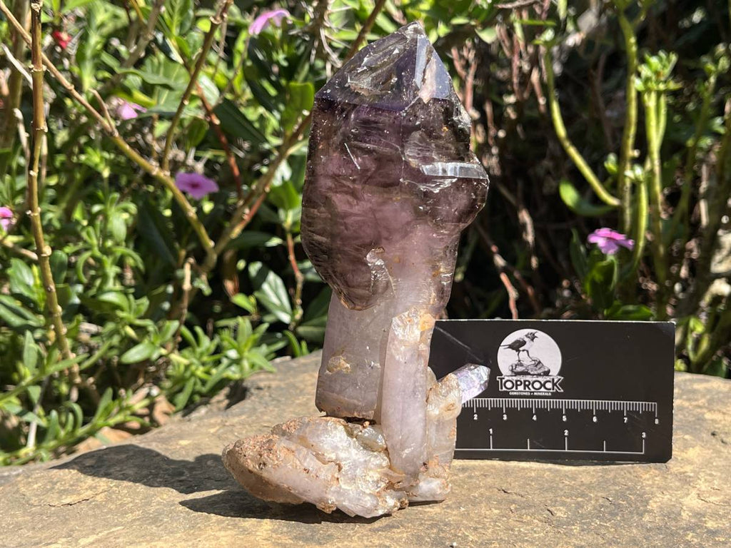 Natural XL Smokey Amethyst Window Quartz Scepter Crystal x 1 From Chiredzi, Zimbabwe