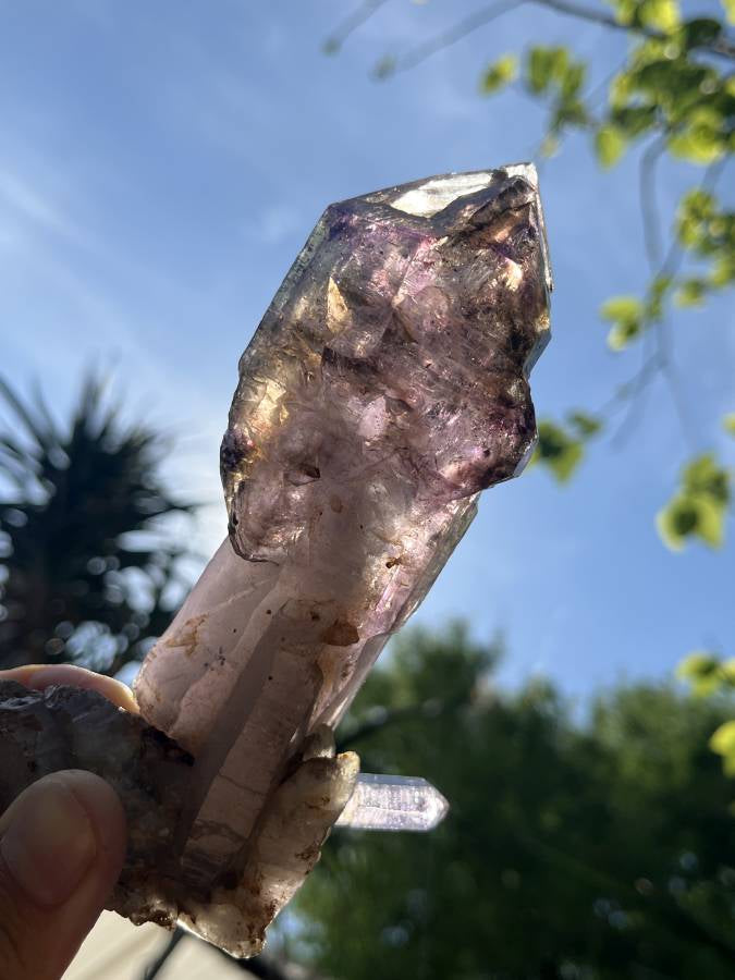 Natural XL Smokey Amethyst Window Quartz Scepter Crystal x 1 From Chiredzi, Zimbabwe