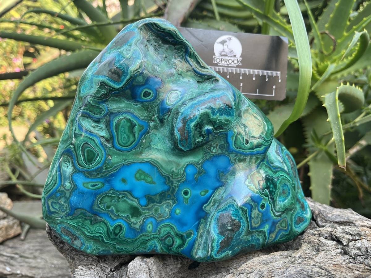 Polished Malacolla Plate x 1 From Kulukuluku, Congo
