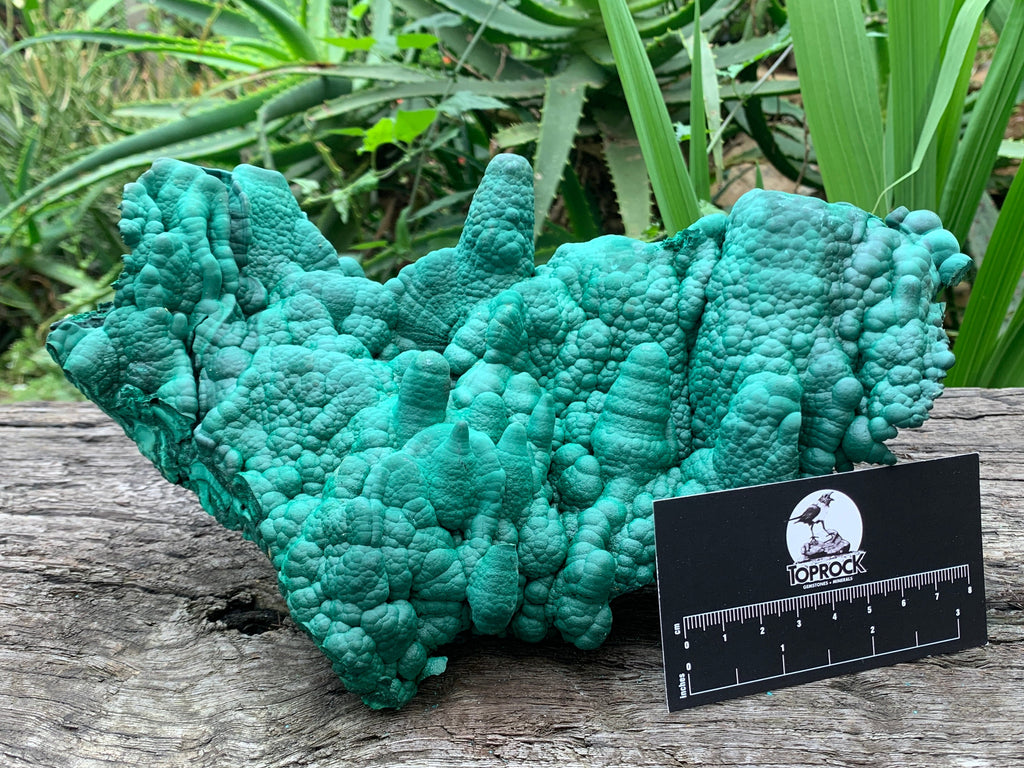 Natural Botryoidal Malachite Stalactite Specimen x 1 From Congo
