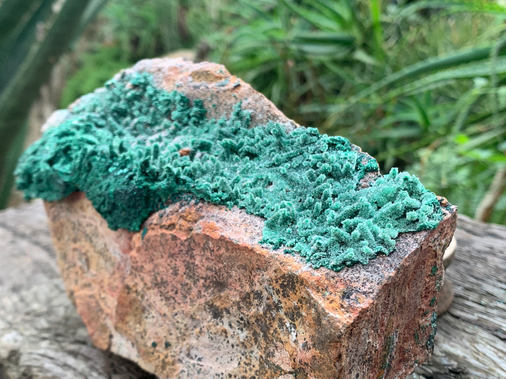 Natural Druzy Coated Stalagmites on Dolomite x 1 From Lupoto Mine, Congo