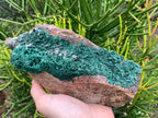 Natural Druzy Coated Stalagmites on Dolomite x 1 From Lupoto Mine, Congo
