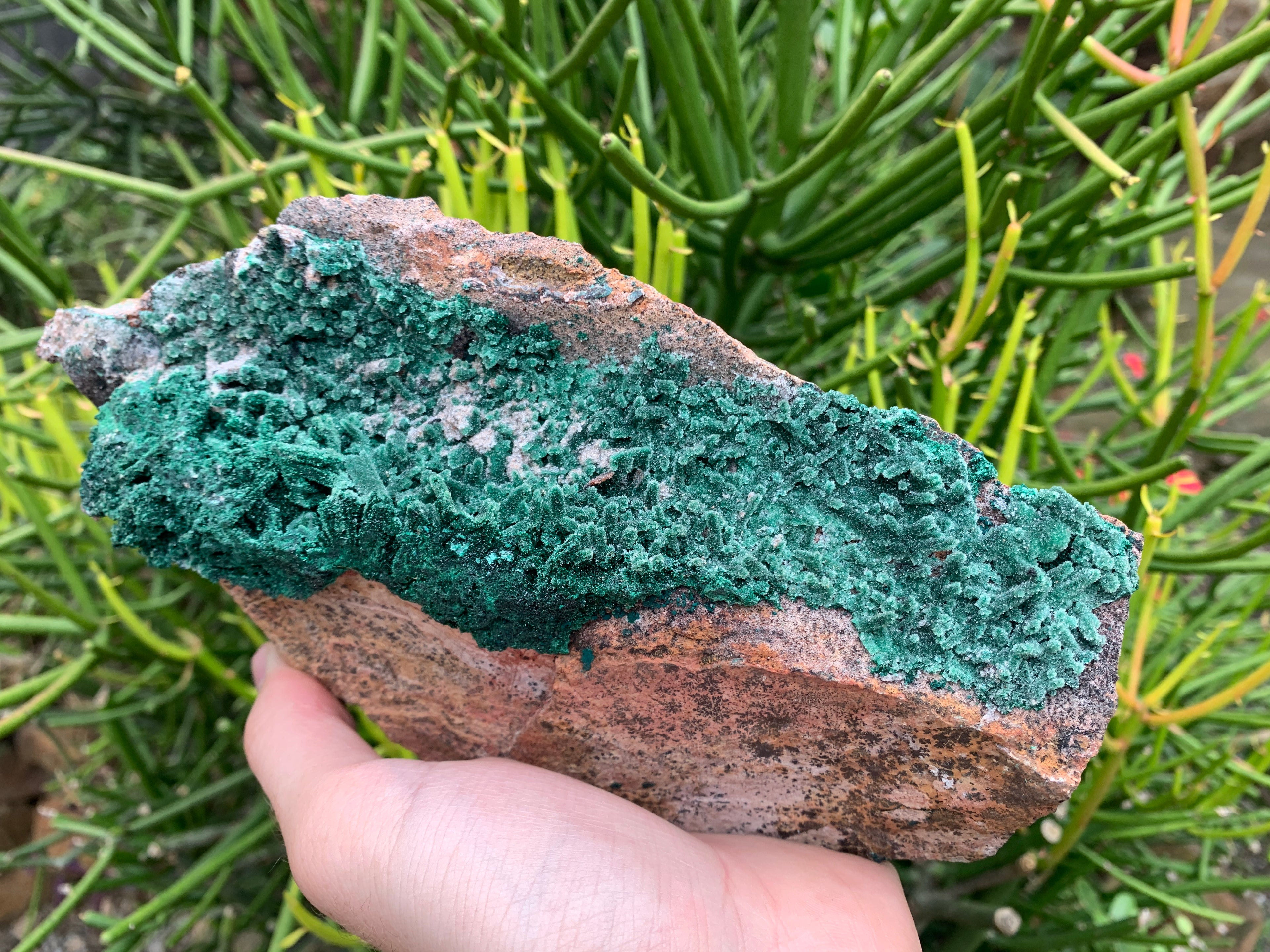 Natural Druzy Coated Stalagmites on Dolomite x 1 From Lupoto Mine, Congo