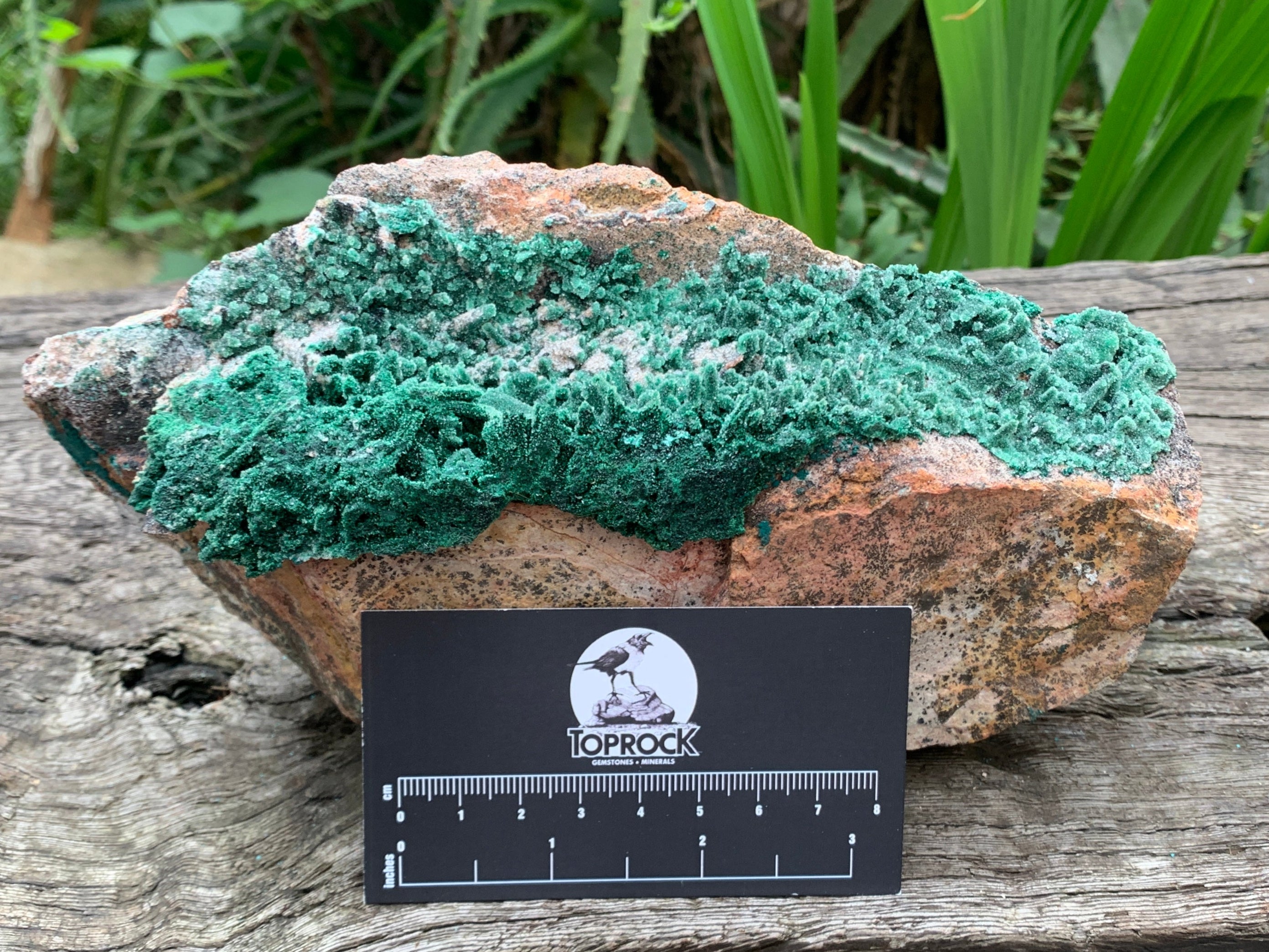 Natural Druzy Coated Stalagmites on Dolomite x 1 From Lupoto Mine, Congo